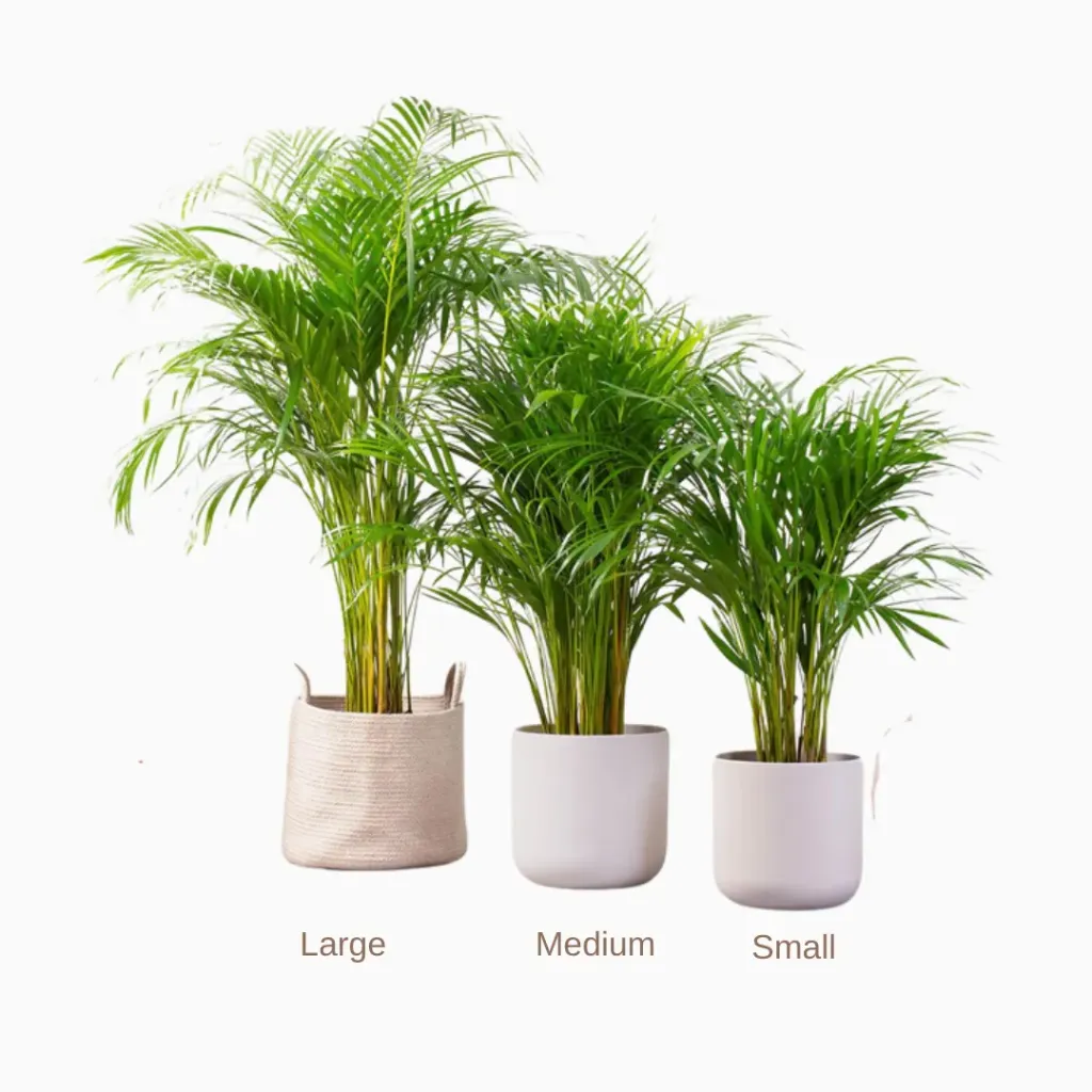 Areca Palm -Small