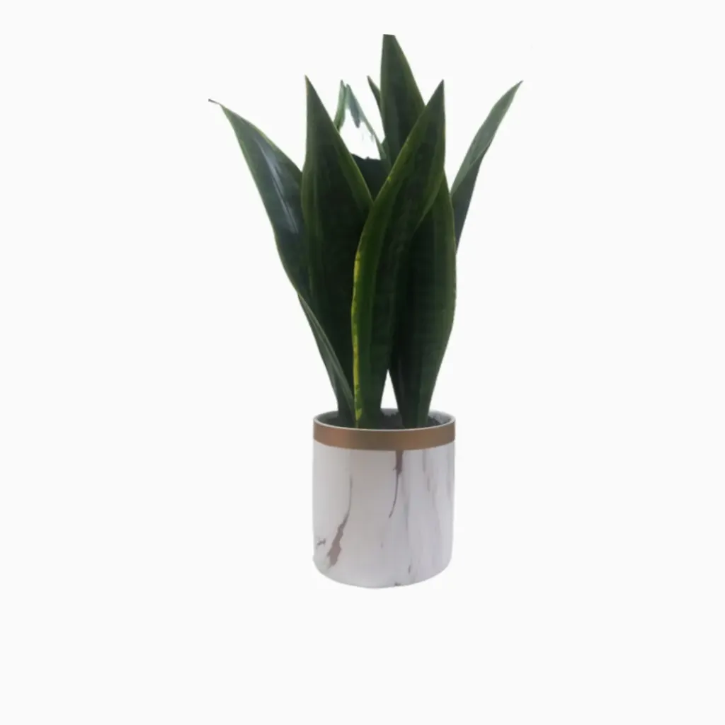 [FA-SN-PL] Faux Snake Plant in Vase