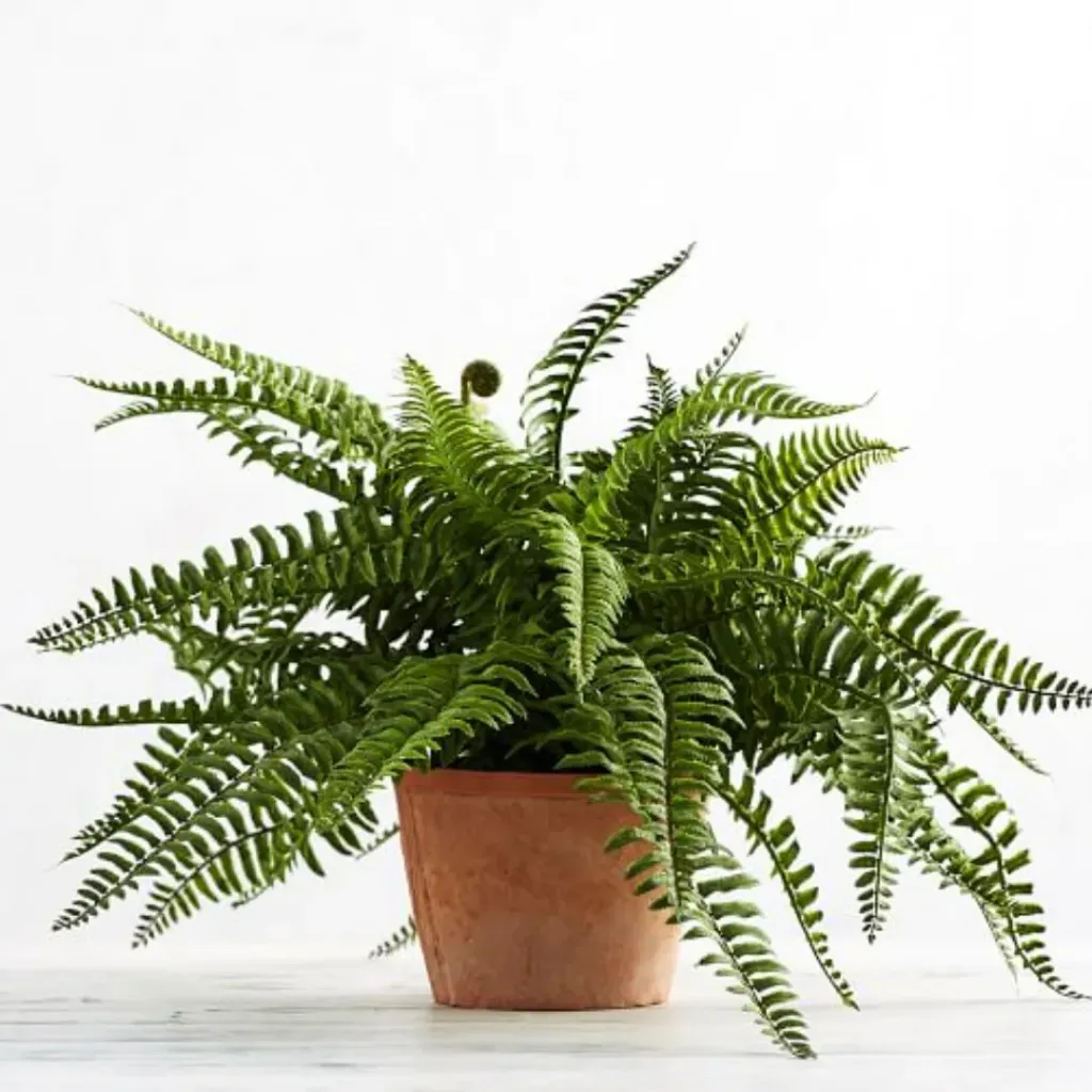 [FER] Fern