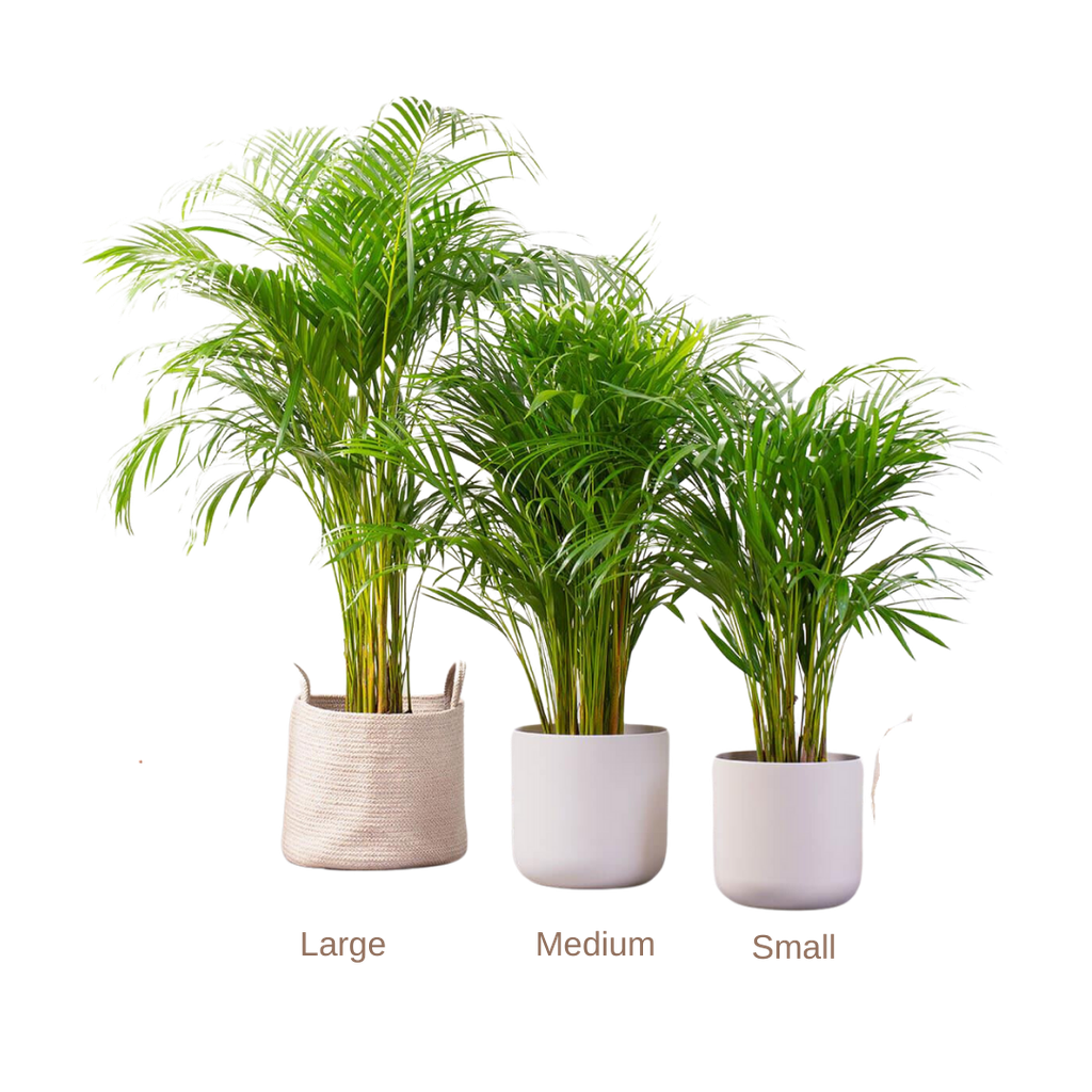 Areca Palm - Large