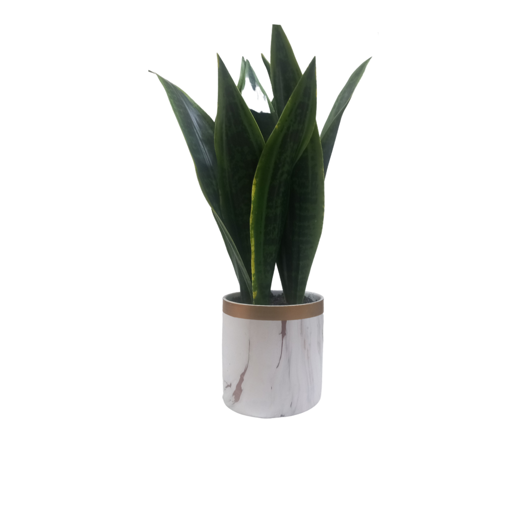 Faux Snake Plant in Vase