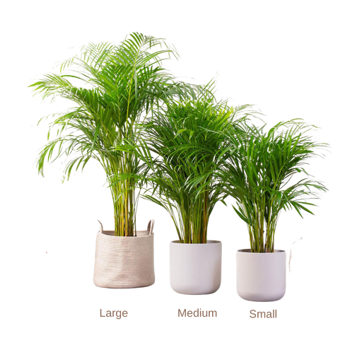 [AR-PA-SM] Areca Palm -Small