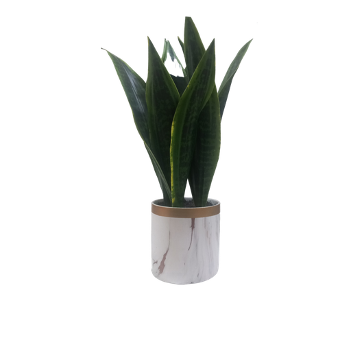 [FA-SN-PL] Faux Snake Plant in Vase