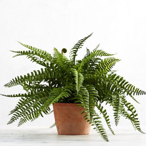 [FER] Fern